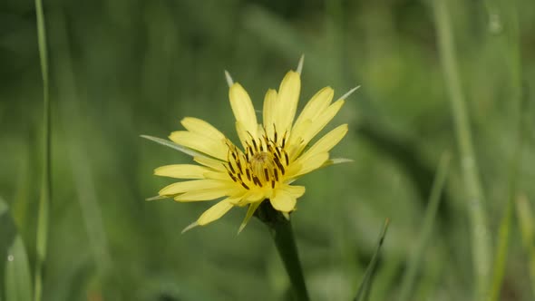 Shallow DOF flower Tragopogon pratensis 4K 2160p 30fps UltraHD footage - Yellow field plant  meadow 