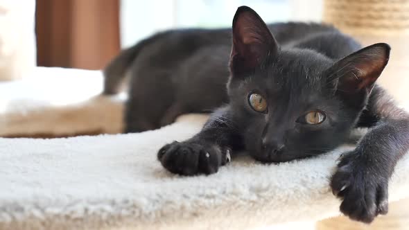 Cute Black Kitten Lying On Cat Tower And Looking At Camera Slow Motion