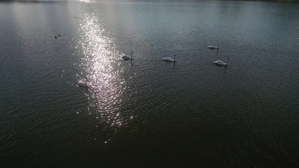 Flight Over Swan Lake