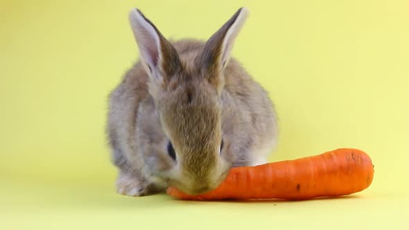 Little Fluffy Cute Handmade Brown Rabbit Sitting on a Pastel Yellow Background and Eating Ripe Fresh