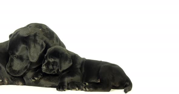 black Labrador Retriever, Bitch and Puppy Licking on White Background, Normandy, Slow Motion 4K