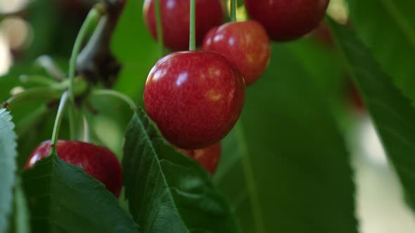 Static, slow motion shot, focusing on a cherry, hanging between red cherries, waving in the wind, on