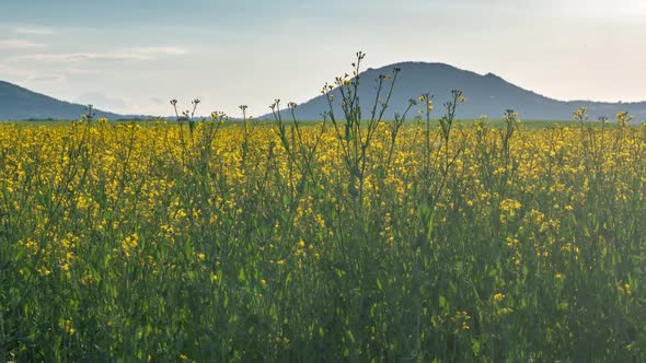 Rapeseed Plantations Against The Backdrop Of The Mountain Hyperlapse