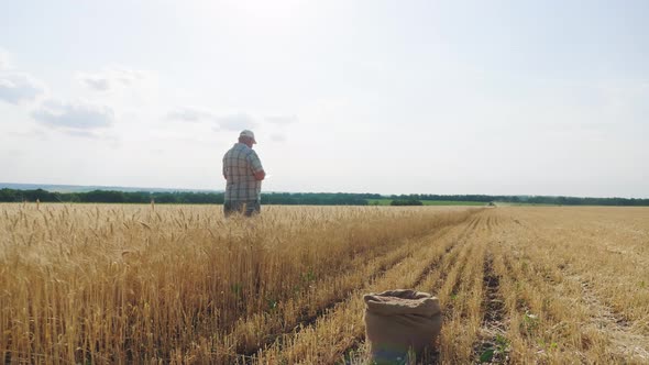 Mature Farmer Man Standing in a Wheat Field During Harvesting By a Combine, He Controls the