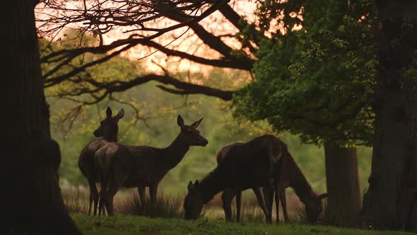 UK Wildlife, Herd of Female Red Deer Walking in Richmond Park at Sunset in Amazing Beautiful Sunligh
