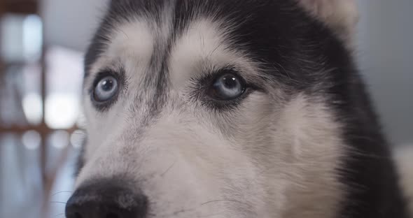 A Fun Closeup of a Beautiful Husky with Beautiful Blue Eyes and a Smile on His Face