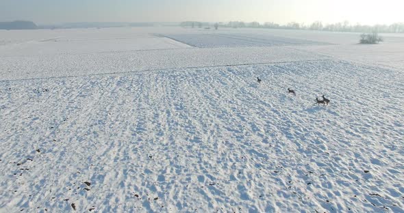 Aerial shot of Young roe deer running through snow in the winter