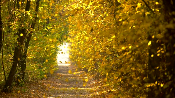 Autumn Park or Forest. Slow Motion Shot of Falling Yellow Autumn Leaves. Beautiful Path in Autumn