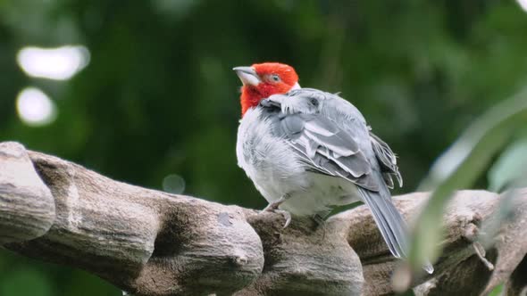 Close up shot of beautiful red-cowled cardinal sitting on curvy branch