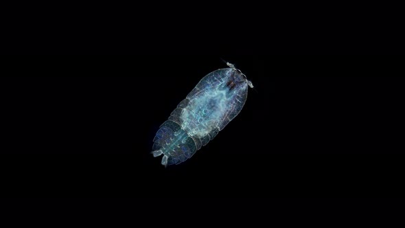 Copepoda Crustacea under a microscope, family Sapphirinidae, order Cyclopoida