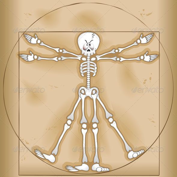 Vitruvian Man Skeleton
