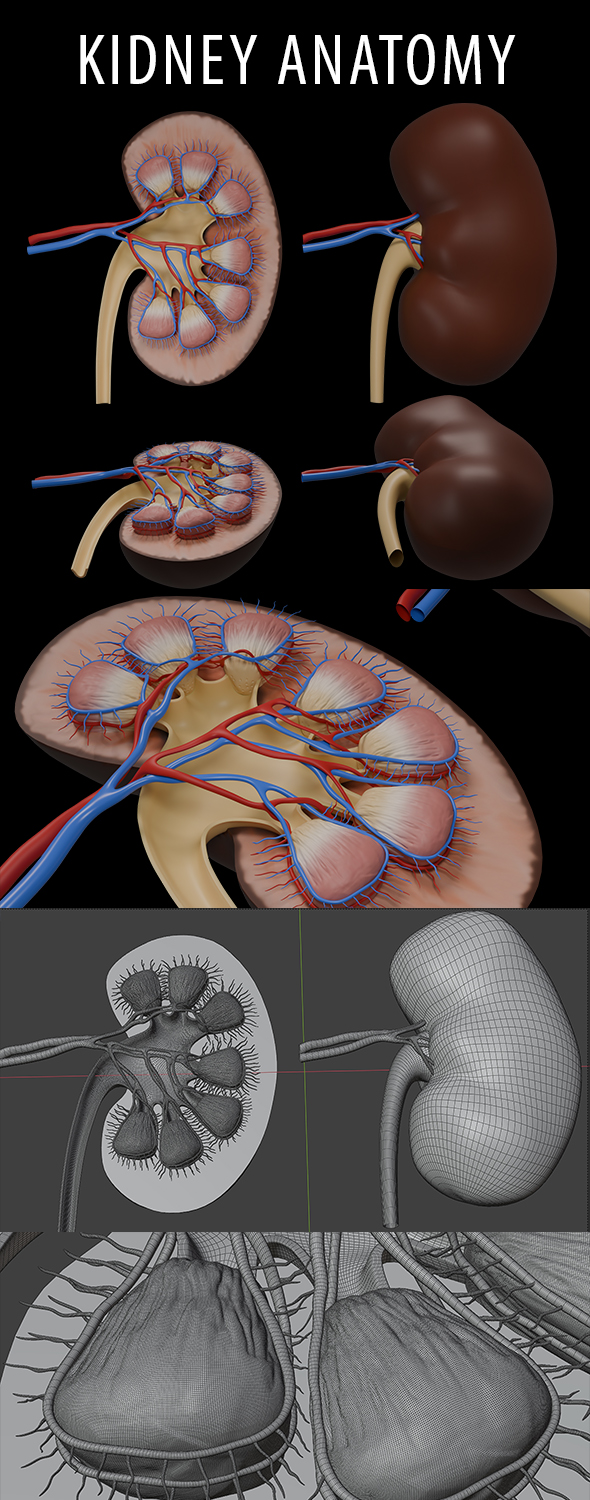 Kidney Anatomy 3d Model