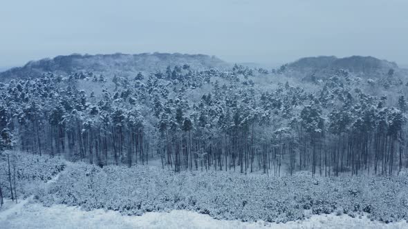 Drone Footage Snow Covered Trees Winter Nature Beautiful Europe Aerial View Pine Forest Travel