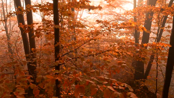 Warm Sunset in the Red Autumn Forest. Autumn Natural Concept