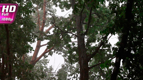 Storm Of Oppression Trees alt