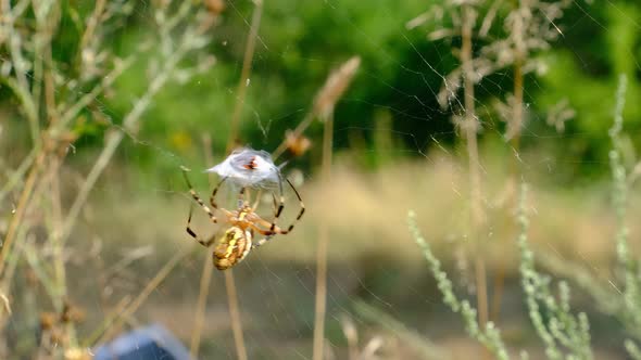 The Spider Catches Insects in a Web and Wraps Them in a Cocoon Slow Motion