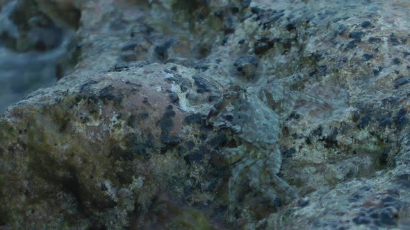 Crab  On The Rocks