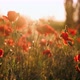 Beautiful Field of Red Poppies in the Sunset Light - VideoHive Item for Sale