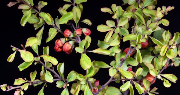 Japanese quince orange flowers trying to bloom on a black background in time lapse