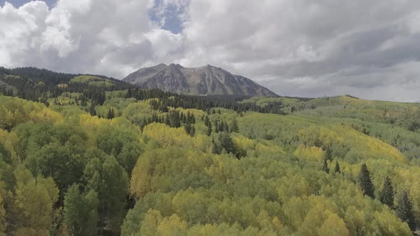 Fall foliage by Crested Butte, CO