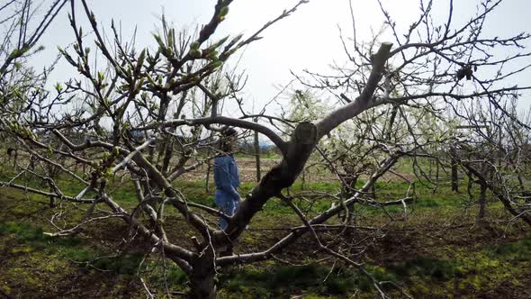 Woman walking through a vineyard 4k