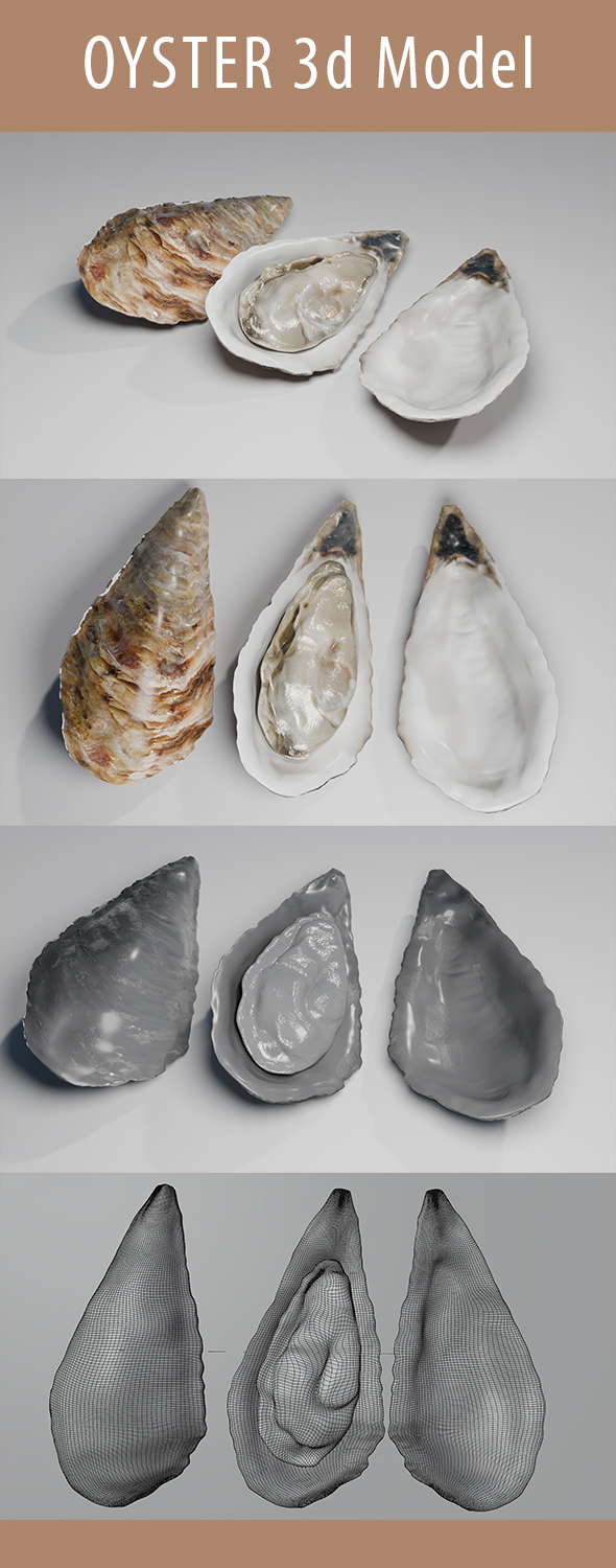 Oyster 3d Model