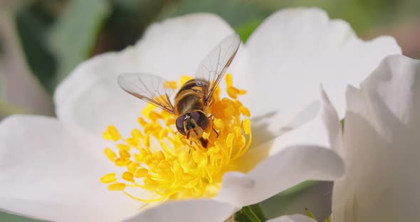 Hoverflies Flower Flies or Syrphid Flies Insect Family Syrphidae