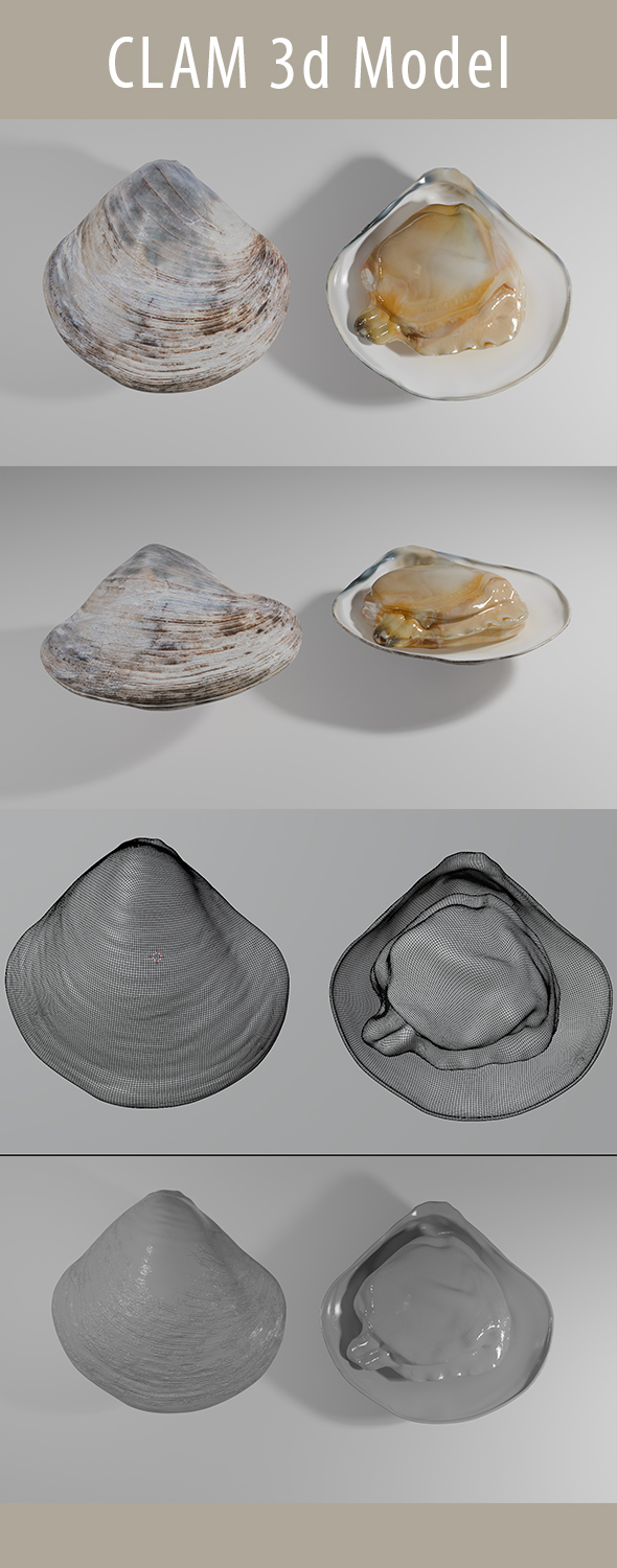 Clam 3d Model
