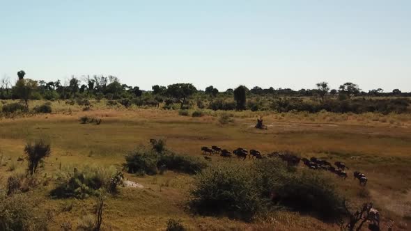 Aerial Fly Over View of a Large Herd  Lechwe Antelope,  Springbok and Zebras, Herd of Cape Buffalo G