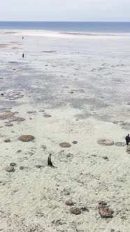 Tanzania  Vertical Video of the Ocean Near the Coast of Zanzibar Slow Motion