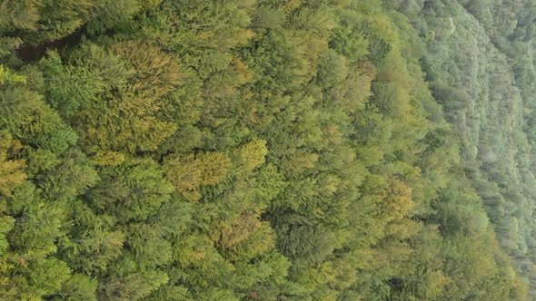 Vertical Video Aerial View of Trees in the Forest