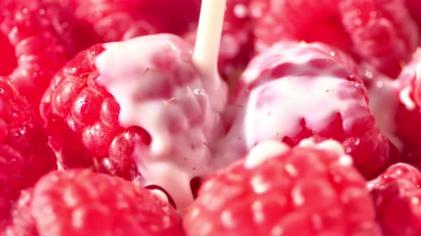 Closeup Shot of Red Juicy Beautiful Raspberry Pouring Stream of Milk or Yogurt or Cream