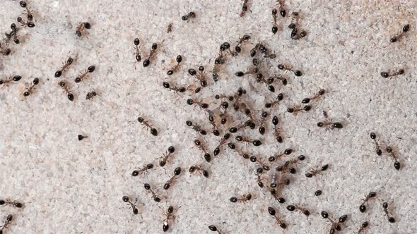 Monomorium Floricola Ants, a Large Colony