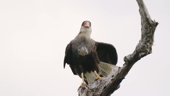 Wildlife landscape shot of a wild crested caracara, caracara plancus perching on a dead tree branch,