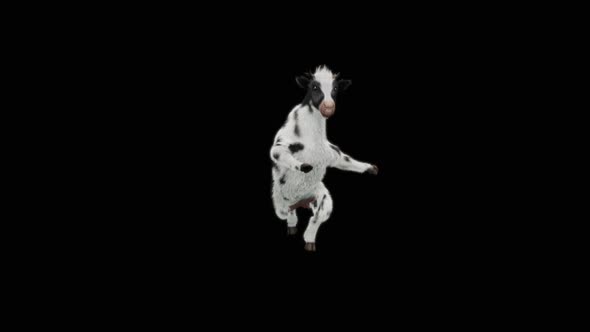 Cow Dance HD