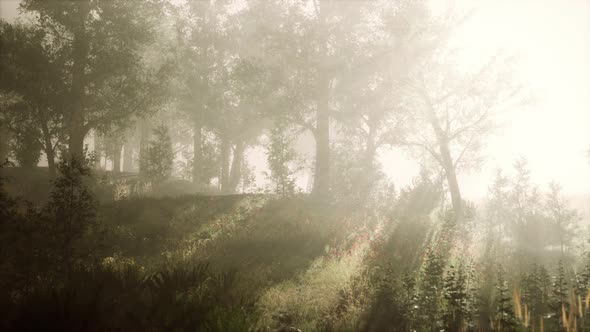 Summer Fog in the Forest