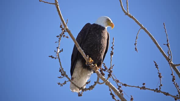 Bald Eagle landing in tree top next to other Eagle