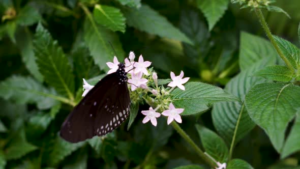 Butterfly  on a very beautiful natural background.