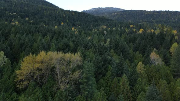 Long 4k aerial video flying uphill above British columbian forests near Nelson, Canada. Autumn folia