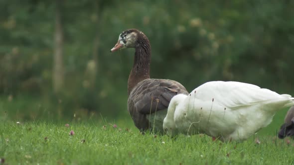 Geese graze on grass