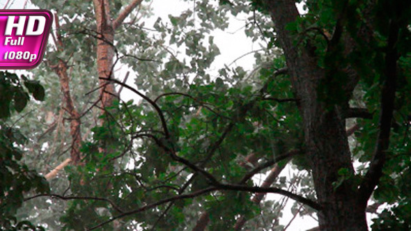 Thunderstorm Under a Tree alt