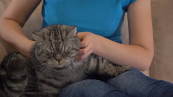 A gray disgruntled cat on the lap of a woman sitting on the couch