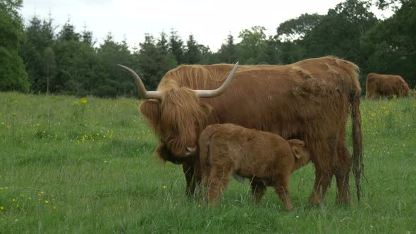 Calf and cow on a pasture