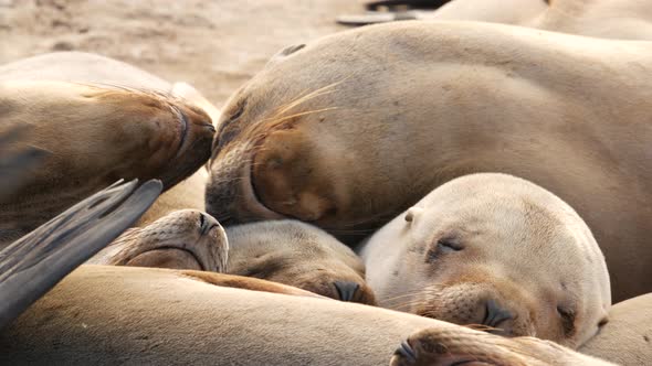 Sea Lions on the Rock in La Jolla. Wild Eared Seals Resting Near Pacific Ocean on Stones. Funny Lazy