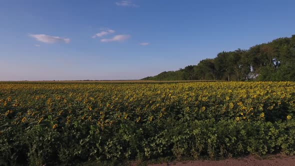 Sunflower Field 