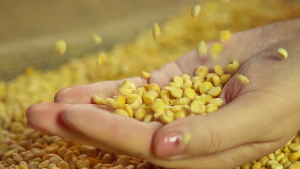 Close-Up of Female Hand Holding Handful of Dried Split Peas, High Quality Food