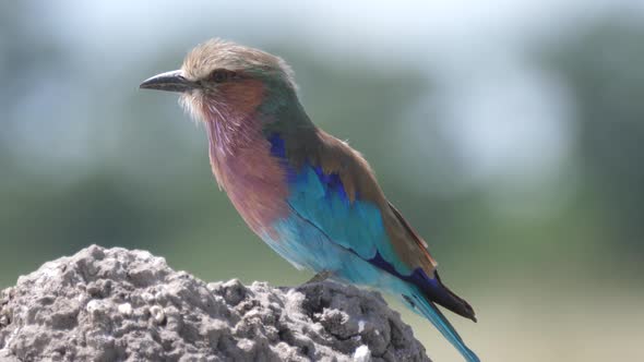 Close up from a Lilac-breasted roller on a rock
