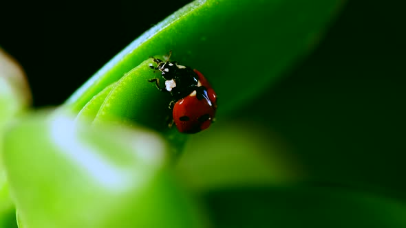 Red Ladybug Crawl on Blade of Grass Against Blurred Background, Tilt Shift Lens