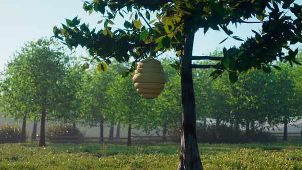 Beehive on the tree. Bee workers gathering pollen and making golden honey.