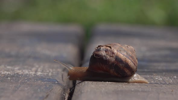 Snail Overcomes the Obstacle